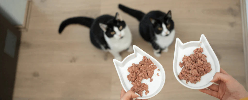 comida húmida para gatos