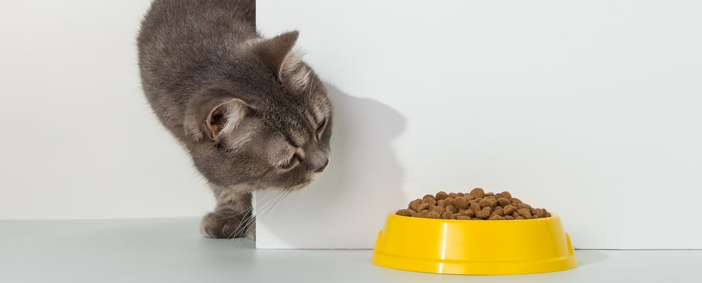gato a olhar para a comida