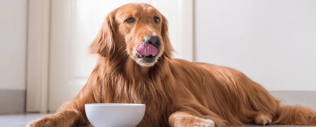 melhor comida humida para cão