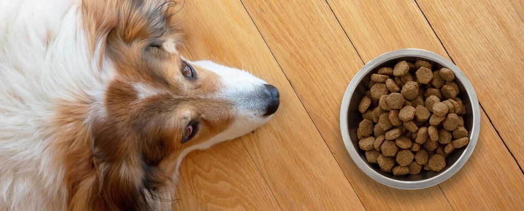 Ração hipoalergénica para cão: cuide do estômago sensível do seu melhor amigo!